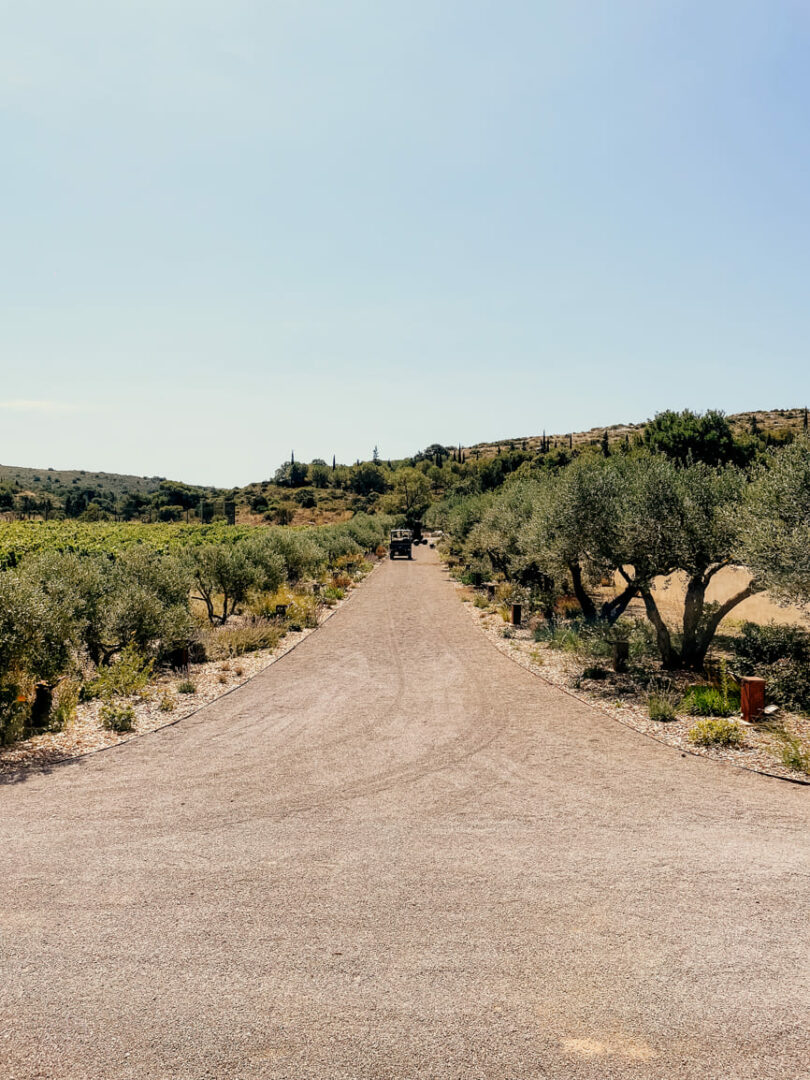 Photo prise par @sophiebacherephotos. Vigne autour du Château l'Hospitalet à Narbonne