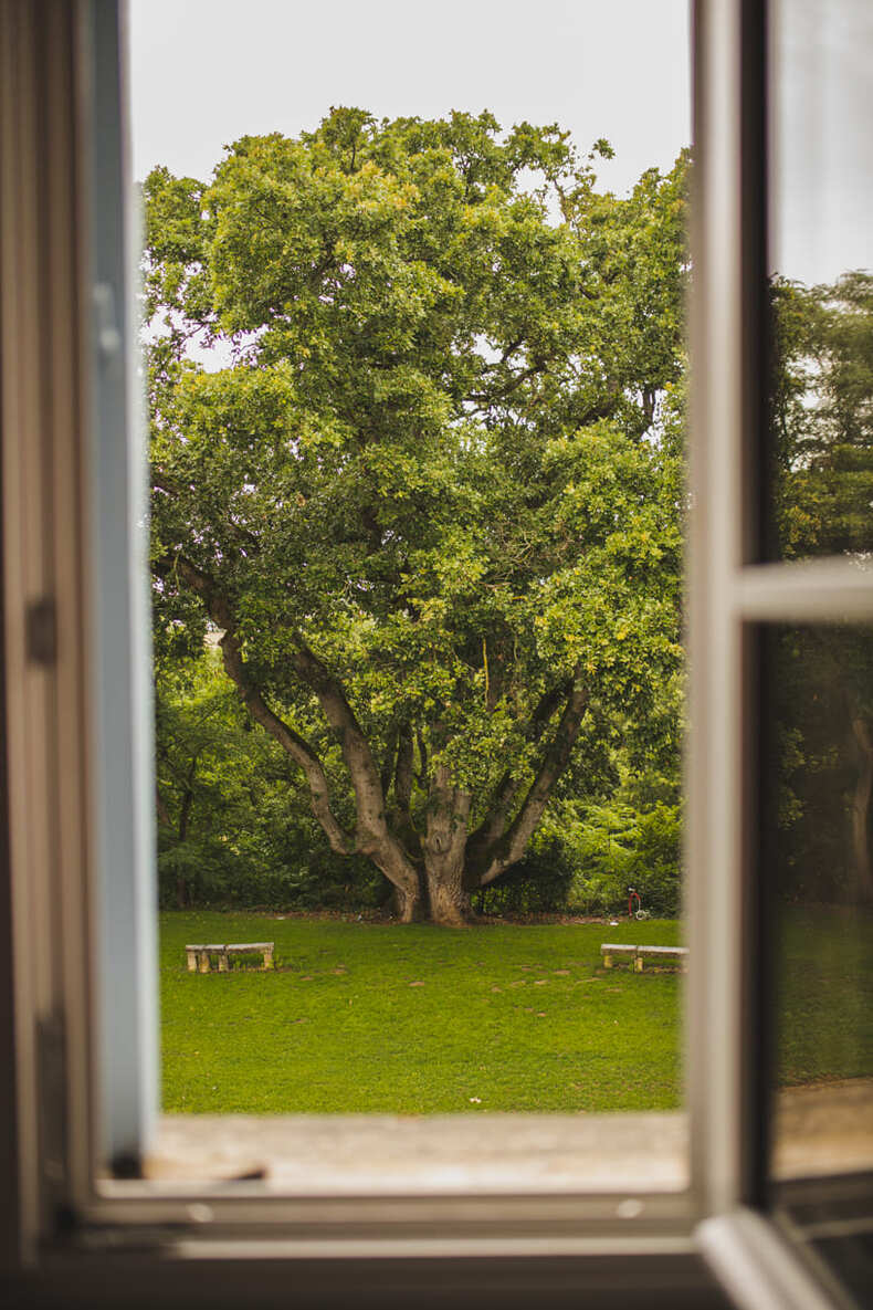 Photo prise par @sophiebacherephotos. La photo montre le chêne par la fenêtre du Château de Puydaniel